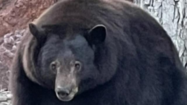 California wildlife agency trying to capture and kill 500-pound bear that damaged dozens of homes